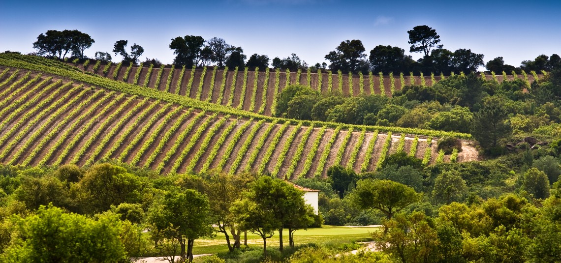 Portugal Vineyard